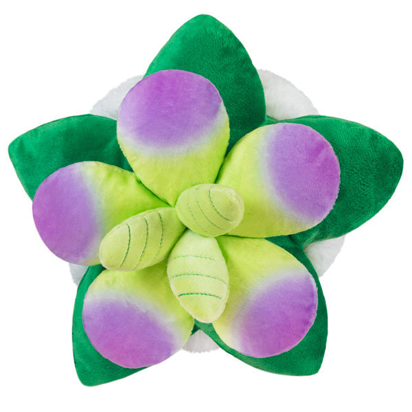 Kibakids - Mini Kibakids Succulent