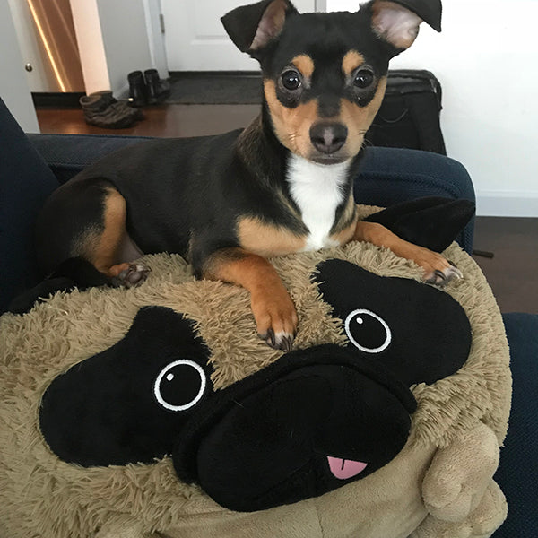 Kibakids - Kibakids Pug