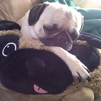 Kibakids - Kibakids Pug
